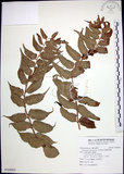 中文名:全緣貫眾蕨(P009903)學名:Cyrtomium falcatum (L. f.) Presl(P009903)英文名:House holly fern