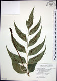 中文名:全緣貫眾蕨(P011869)學名:Cyrtomium falcatum (L. f.) Presl(P011869)英文名:House holly fern