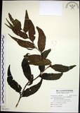 中文名:全緣貫眾蕨(P012217)學名:Cyrtomium falcatum (L. f.) Presl(P012217)英文名:House holly fern