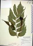 中文名:全緣貫眾蕨(P012254)學名:Cyrtomium falcatum (L. f.) Presl(P012254)英文名:House holly fern