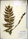 中文名:全緣貫眾蕨(P012298)學名:Cyrtomium falcatum (L. f.) Presl(P012298)英文名:House holly fern