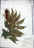 中文名:全緣貫眾蕨(P012355)學名:Cyrtomium falcatum (L. f.) Presl(P012355)英文名:House holly fern