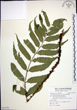 中文名:全緣貫眾蕨(P012398)學名:Cyrtomium falcatum (L. f.) Presl(P012398)英文名:House holly fern