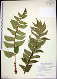 中文名:全緣貫眾蕨(P012964)學名:Cyrtomium falcatum (L. f.) Presl(P012964)英文名:House holly fern