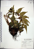 中文名:全緣貫眾蕨(P013292)學名:Cyrtomium falcatum (L. f.) Presl(P013292)英文名:House holly fern