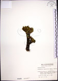 中文名:萬年松(P000849)學名:Selaginella tamariscina (Beauv.) Spring(P000849)英文名:Resurrection spikemoss