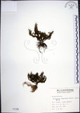 中文名:萬年松(P001159)學名:Selaginella tamariscina (Beauv.) Spring(P001159)英文名:Resurrection spikemoss