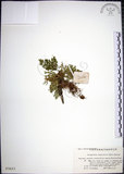 中文名:萬年松(P003423)學名:Selaginella tamariscina (Beauv.) Spring(P003423)英文名:Resurrection spikemoss