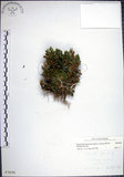 中文名:萬年松(P003696)學名:Selaginella tamariscina (Beauv.) Spring(P003696)英文名:Resurrection spikemoss