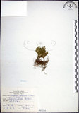 中文名:萬年松(P007234)學名:Selaginella tamariscina (Beauv.) Spring(P007234)英文名:Resurrection spikemoss