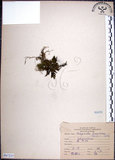 中文名:萬年松(P007235)學名:Selaginella tamariscina (Beauv.) Spring(P007235)英文名:Resurrection spikemoss