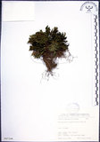 中文名:萬年松(P007246)學名:Selaginella tamariscina (Beauv.) Spring(P007246)英文名:Resurrection spikemoss