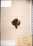 中文名:萬年松(P007506)學名:Selaginella tamariscina (Beauv.) Spring(P007506)英文名:Resurrection spikemoss