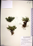 中文名:萬年松(P012813)學名:Selaginella tamariscina (Beauv.) Spring(P012813)英文名:Resurrection spikemoss