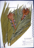 中文名:台東蘇鐵(G000261)學名:Cycas taitungensis C. F. Shen & K. D. Hill & C. H. Tsou & C. J. Chen(G000261)英文名:Taiwan Cycas