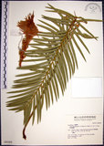 中文名:台東蘇鐵(G000265)學名:Cycas taitungensis C. F. Shen & K. D. Hill & C. H. Tsou & C. J. Chen(G000265)英文名:Taiwan Cycas