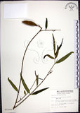 中文名:山橙(S012283)學名:Melodinus angustifolius Hayata(S012283)英文名:Narrow-leaved melodinus