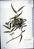 中文名:山橙(S012285)學名:Melodinus angustifolius Hayata(S012285)英文名:Narrow-leaved melodinus