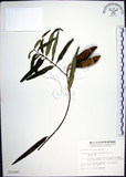 中文名:山橙(S012287)學名:Melodinus angustifolius Hayata(S012287)英文名:Narrow-leaved melodinus