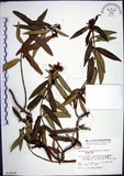 中文名:山橙(S014505)學名:Melodinus angustifolius Hayata(S014505)英文名:Narrow-leaved melodinus