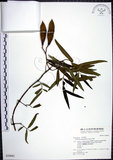 中文名:山橙(S030681)學名:Melodinus angustifolius Hayata(S030681)英文名:Narrow-leaved melodinus