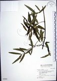 中文名:山橙(S030682)學名:Melodinus angustifolius Hayata(S030682)英文名:Narrow-leaved melodinus