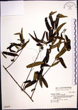 中文名:山橙(S036978)學名:Melodinus angustifolius Hayata(S036978)英文名:Narrow-leaved melodinus