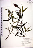 中文名:山橙(S062353)學名:Melodinus angustifolius Hayata(S062353)英文名:Narrow-leaved melodinus