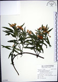 中文名:山橙(S125964)學名:Melodinus angustifolius Hayata(S125964)英文名:Narrow-leaved melodinus