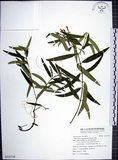 中文名:山橙(S131719)學名:Melodinus angustifolius Hayata(S131719)英文名:Narrow-leaved melodinus