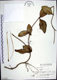 中文名:毬蘭(S014334)學名:Hoya carnosa (L. f.) R. Br.(S014334)英文名:Common wax plant