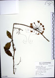 中文名:毬蘭(S115480)學名:Hoya carnosa (L. f.) R. Br.(S115480)英文名:Common wax plant