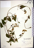 中文名:蔓澤蘭(S002556)學名:Mikania cordata (Burm. f.) B. L. Rob.(S002556)