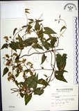 中文名:蔓澤蘭(S002558)學名:Mikania cordata (Burm. f.) B. L. Rob.(S002558)