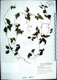 中文名:絞股藍(S000094)學名:Gynostemma pentaphyllum (Thunb.) Makino(S000094)