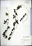 中文名:絞股藍(S001671)學名:Gynostemma pentaphyllum (Thunb.) Makino(S001671)