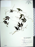 中文名:絞股藍(S002901)學名:Gynostemma pentaphyllum (Thunb.) Makino(S002901)