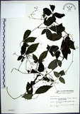 中文名:絞股藍(S003257)學名:Gynostemma pentaphyllum (Thunb.) Makino(S003257)