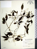 中文名:絞股藍(S006172)學名:Gynostemma pentaphyllum (Thunb.) Makino(S006172)