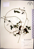 中文名:絞股藍(S009151)學名:Gynostemma pentaphyllum (Thunb.) Makino(S009151)