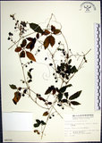 中文名:絞股藍(S009152)學名:Gynostemma pentaphyllum (Thunb.) Makino(S009152)