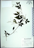 中文名:絞股藍(S012084)學名:Gynostemma pentaphyllum (Thunb.) Makino(S012084)
