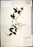 中文名:絞股藍(S012085)學名:Gynostemma pentaphyllum (Thunb.) Makino(S012085)