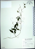 中文名:絞股藍(S012086)學名:Gynostemma pentaphyllum (Thunb.) Makino(S012086)