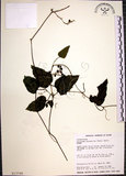 中文名:絞股藍(S013768)學名:Gynostemma pentaphyllum (Thunb.) Makino(S013768)
