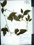 中文名:絞股藍(S015028)學名:Gynostemma pentaphyllum (Thunb.) Makino(S015028)