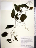 中文名:絞股藍(S015670)學名:Gynostemma pentaphyllum (Thunb.) Makino(S015670)