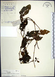 中文名:絞股藍(S019546)學名:Gynostemma pentaphyllum (Thunb.) Makino(S019546)