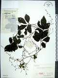 中文名:絞股藍(S020175)學名:Gynostemma pentaphyllum (Thunb.) Makino(S020175)