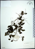 中文名:絞股藍(S020987)學名:Gynostemma pentaphyllum (Thunb.) Makino(S020987)